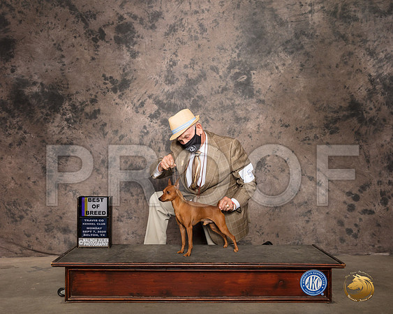 Miniature Pinscher #5 Mon BOB Judge Lee Whittier_SR_9564_Belton2020_HR3