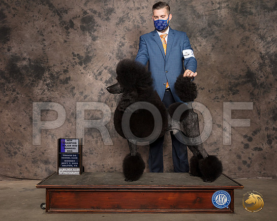 Poodle Std #25 Mon WD Judge Darryl Vice_SR_9492_Belton2020_HR3
