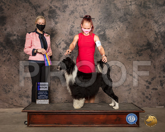 Portuguese Water Dog #6 Mon BOB Judge Patricia Sosa_SR_9540_Belton2020_HR3