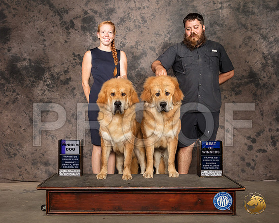 Tibetan Mastiff #11 #5 Mon NCh _SR_9471_Belton2020_HR3