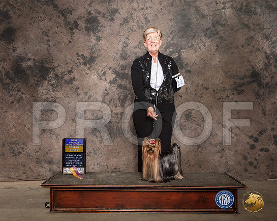 Yorkshire Terrier #11 Mon BOB Judge Lee Whittier_SR_9636_Belton2020_HR3