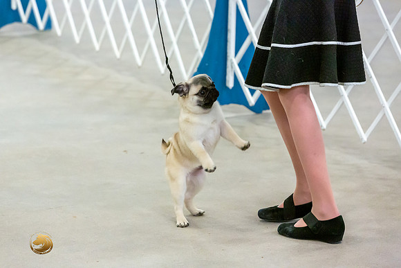 Pug #9 Sun Rings Catherine JJL_8658_Belton2020_HR3