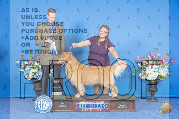Golden Retriever #17 SAT WD BOW M Judge Ronald Freeman__JP_9964_Houston_2024_HR3