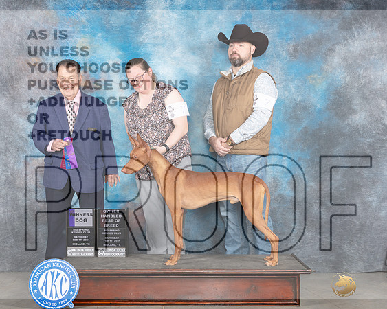 Phaorah Hound #7 Sat WDOHBOB Judge Del Richards-_JP_1178e_Mdland2024-HR3