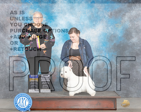 West Highland White Terrier #5 Sat BOBGCH Judge Denny Mounce-_JP_1468e_Midland2024-HR3