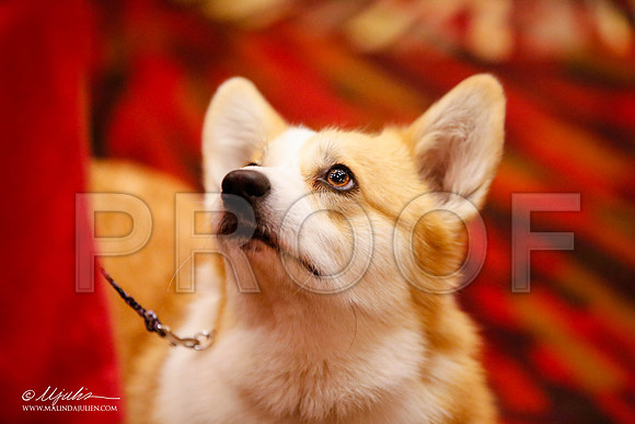 _JJ_1015-HstnCorgiFeb2015-HR3