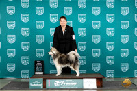 Alaskan Klee Kai #223 Thurs T10 Judge Rick Gann