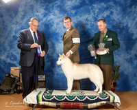 Siberian Husky #15 Sat BOW Maj +A2