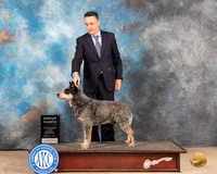 Australian Cattle Dog #5 Sat G4 Judge Pat Trotter
