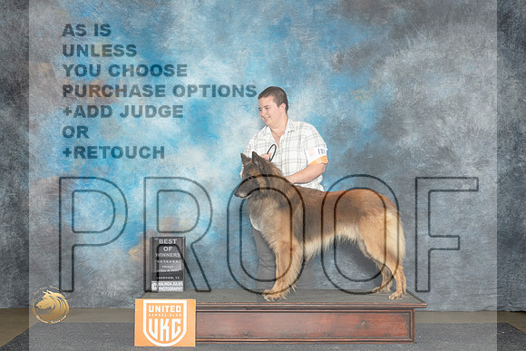 Belgian Tervuren #187 Fri BOW Judge Nina Marie Sherrer__JP_2349_UKCLmgvwApr_2024_HR3