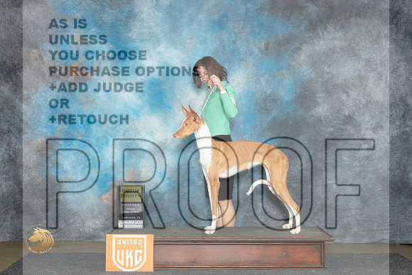 Ibizan Hound #108 Fri G4 Judge Nina Marie Sherrer__JP_2324_UKCLmgvwApr_2024_HR3