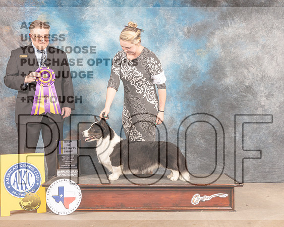Cardigan Welsh Corgi #37 Fri BISS Judge Patrick Smith-MMJ_7565-FW2022-HR3