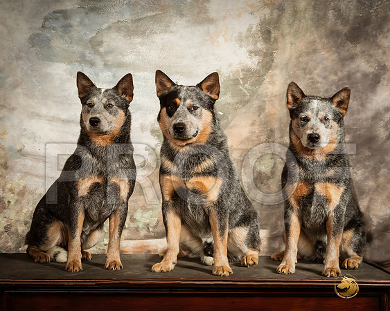 Australian Cattle Dog Sun Vinson-_SR_9287e-HR3