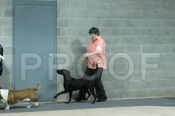 HoundGrpCCL_1511LR