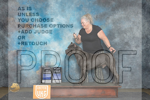 Cane Corso #148 Sat BOBBM Judge Kathy Short__JP_2525_UKCLmgvwApr_2024_HR3