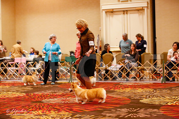 _JJ_8570-HstnCorgiFeb2015-HR3