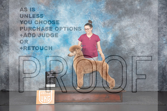 Poodle Std MC #210 Sat BOW Judge Nancy Gallant__JP_1207_UKCLNGVIEWOCT2024_2024_HR3