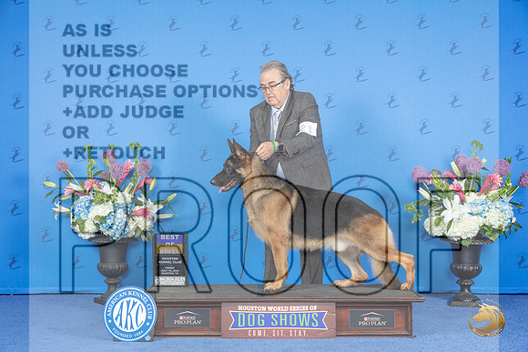 German Shepherd Dog #21 SAT BOB Judge Jamie Hubbard__JP_9760_Houston_2024_HR3