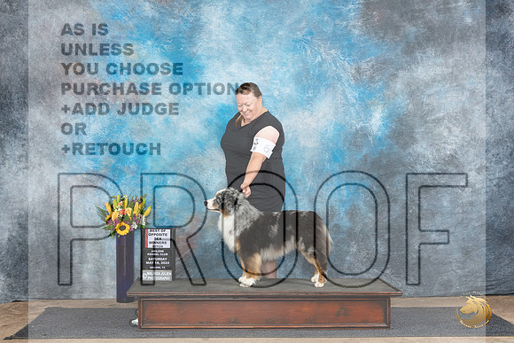 Miniature American Shepherd #6 Sat BOS Judge Rick Gschwender__JP_9701_Abilene_2024_HR3