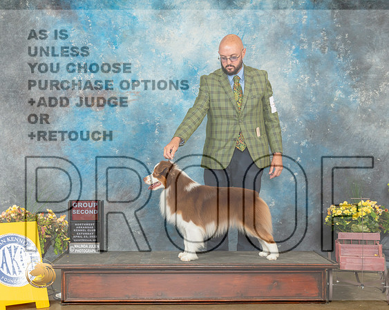Miniature American Shepherd #15 Sat G2 Judge Ray Filburn-MMJ_0732-NWARK2022-HR3