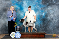 German Shorthaired Pointer #6 Fri BOWM Judge Vicki Abbot