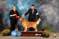 Golden Retriever #46 Sun G2 Judge Cindy Lane
