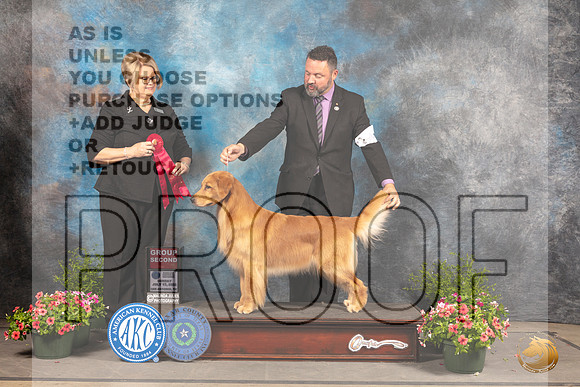 Golden Retriever #46 Sun G2 Judge Cindy Lane_MJ_1639_SA_2022_HR3