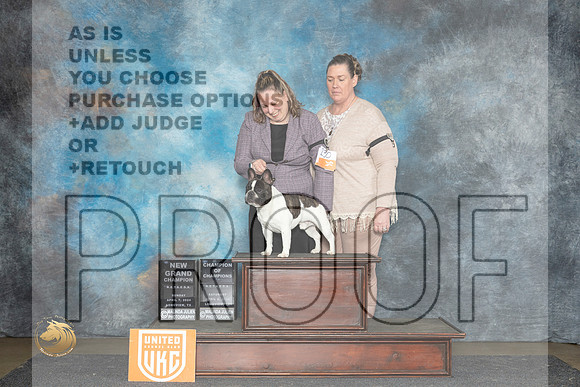 French Bulldog #230 Sat COCGCH Judge Denise Vavla__JP_2581_UKCLmgvwApr_2024_HR3