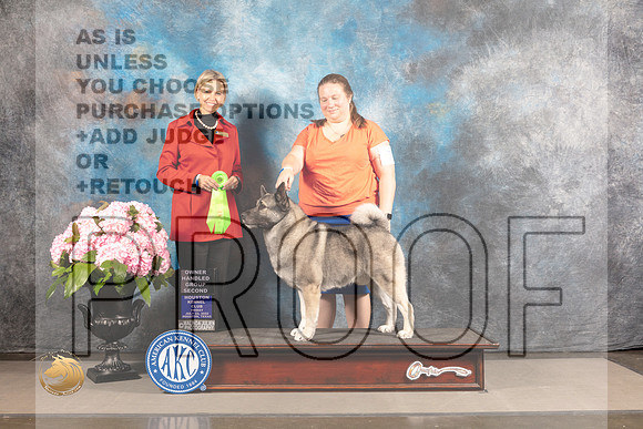 Norwegian Elkhound #7 FRI OH2nd Judge Patricia Sosa_MJ_5852_Houston_2022_HR3