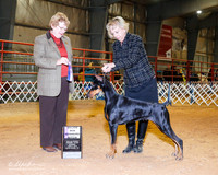 Doberman Pinscher #54 Sun WB +OL