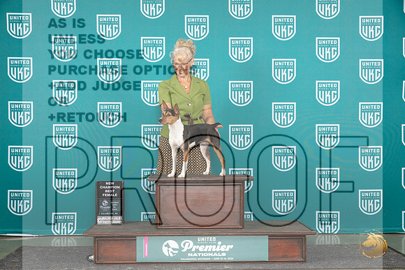 Rat Terrier #1138 Sun BF CH Judge Stephanie Mueller__JP_3045_Premier_2024_HR3