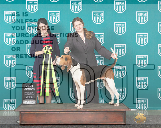 Treeing Walker Coonhound # BJr Wed Judge Diana Brumbaugh_JP_0432_Premier_2024-HR3