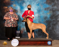 Rhodesian Ridgeback #7 Fri BOB WD Judge Amy Sorbie