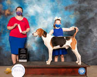 Treeing Walker Coonhound #J8 Fri Nov1st Judge Kimberly Bettandorf