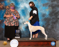 Whippet #26 Fri BOW Maj Judge Amy Sorbie