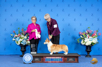 Pembroke Welsh Corgi #11 SAT OHG4 Judge Sandra Lex