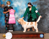 Grand Basset Griffon Vendeen #5 Fri OHG1 Judge Sheila Paske