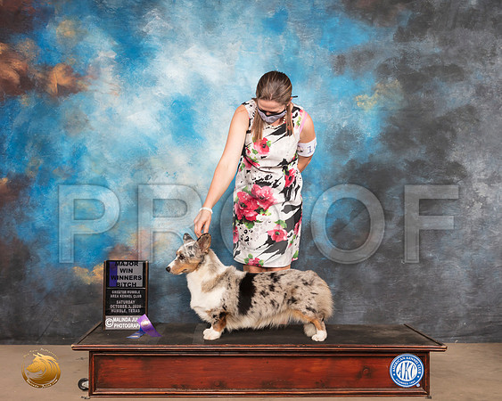 Cardigan Welsh Corgi #16 Sat WB Maj_SR_0547_Humble_2020_HR3