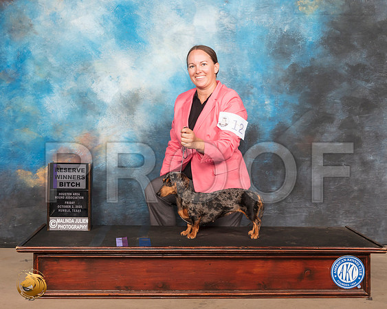 Dachshund Smooth #12 Fri RWB_SR_0568_Humble_2020_HR3