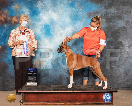 Boxer #12 Sat BOW Judge KAREN J HYNEK_SR_0597_Humble_2020_HR3