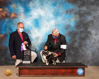 Chihuahua Long Coat #5 Sat BOW BOW Maj Judge JOHN CONSTANTINE AMODEI