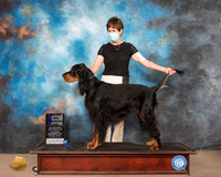 Gordon Setter #15 Sat WD Maj Judge DR CAMILLE MCARDLE