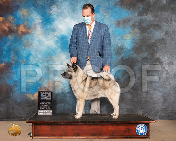 Norwegian Elkhound #5 Sat BOW Maj Judge CLAIRE K (KITTY) STEIDEL_SR_0618_Humble_2020_HR3