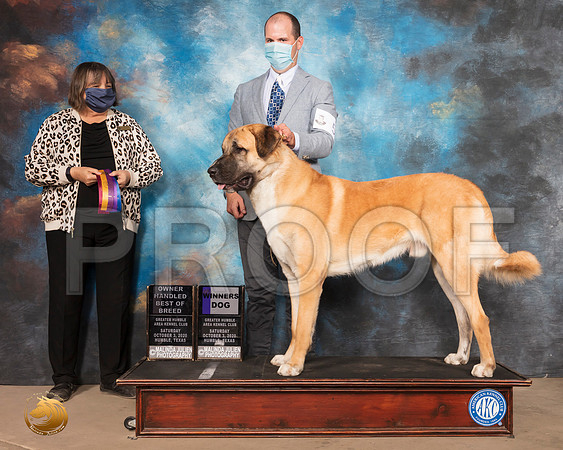 Anatolian Shepherd Dog #5 Sat WD OHBOB Judge Dr Camille McArdle_SR_0613_Humble_2020_HR3