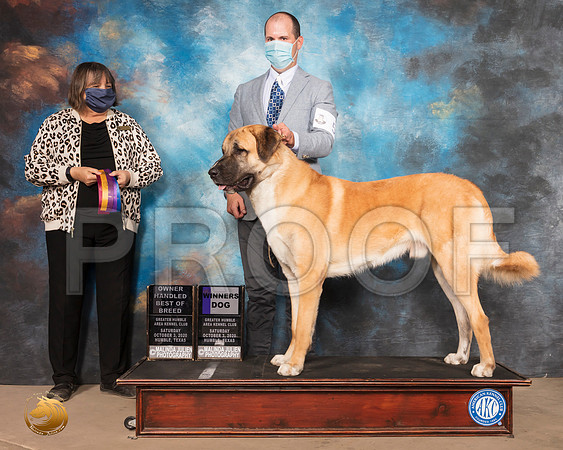 Anatolian Shepherd Dog #5 Sat WD OHBOB Judge Dr Camille McArdle_SR_0614_Humble_2020_HR3