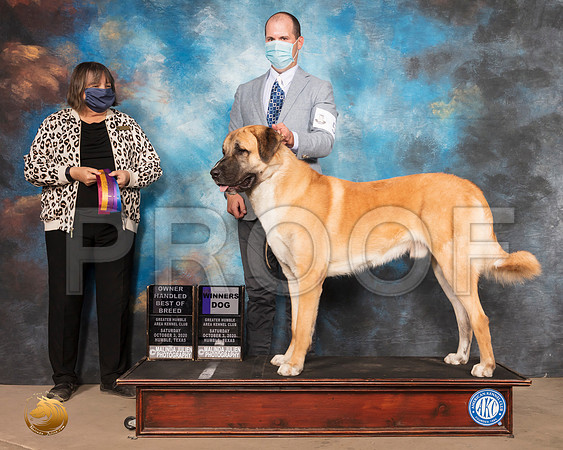 Anatolian Shepherd Dog #5 Sat WD OHBOB Judge Dr Camille McArdle_SR_0615_Humble_2020_HR3