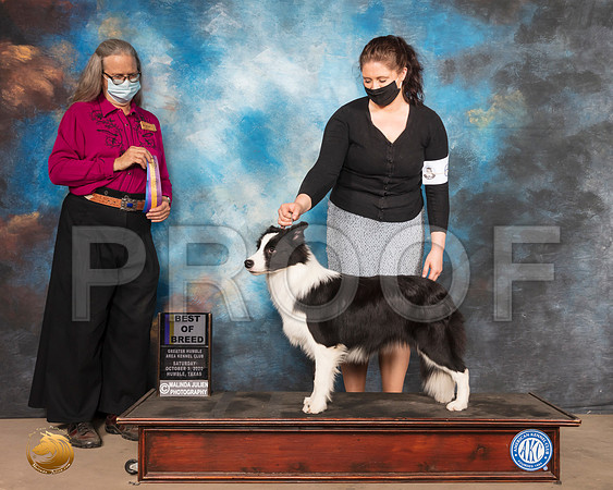 Border Collie #8 Sat BOB Judge DENISE DEAN_SR_0607_Humble_2020_HR3