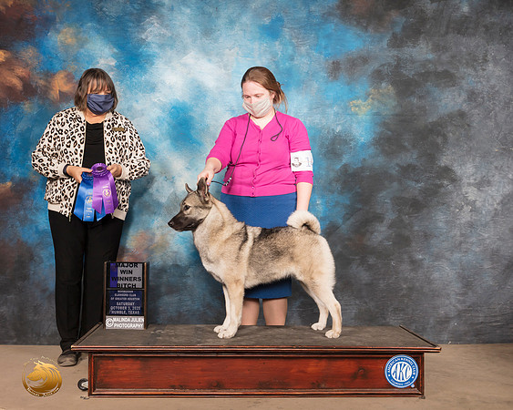 Norwegian Elkhound #14 Sat BOW Spec Judge DR CAMILLE MCARDLE_SR_0670_Humble_2020_HR3