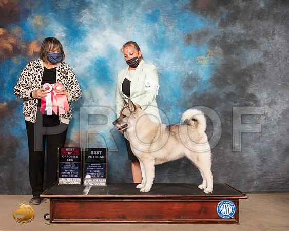 Norwegian Elkhound #16 Sat BVet BOS Judge DR CAMILLE MCARDLE_SR_0678_Humble_2020_HR3