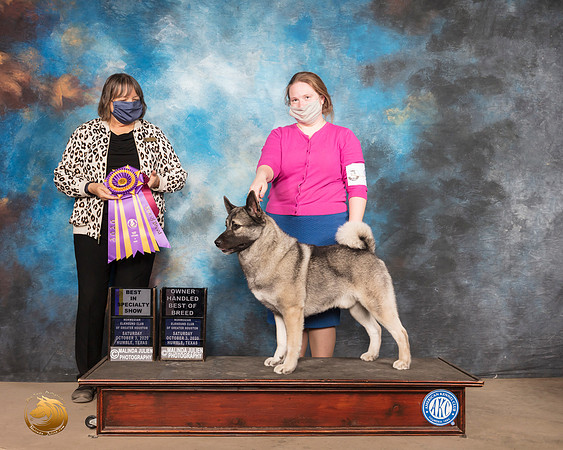 Norwegian Elkhound #9 Sat BISS BOH Judge DR CAMILLE MCARDLE_SR_0665_Humble_2020_HR3